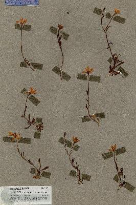 URN_catalog_HBHinton_herbarium_17901.jpg.jpg