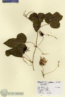 URN_catalog_HBHinton_herbarium_17947.jpg.jpg