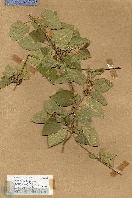 URN_catalog_HBHinton_herbarium_17939.jpg.jpg