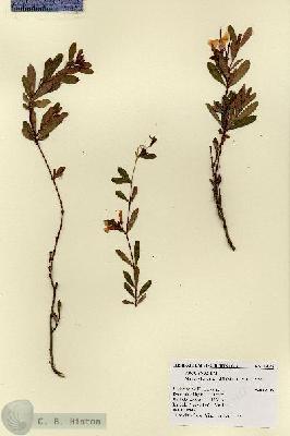 URN_catalog_HBHinton_herbarium_17948.jpg.jpg