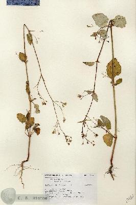 URN_catalog_HBHinton_herbarium_17966.jpg.jpg