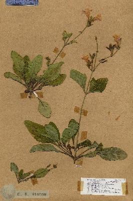 URN_catalog_HBHinton_herbarium_17953.jpg.jpg