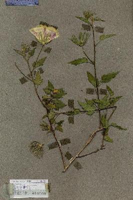 URN_catalog_HBHinton_herbarium_17967.jpg.jpg