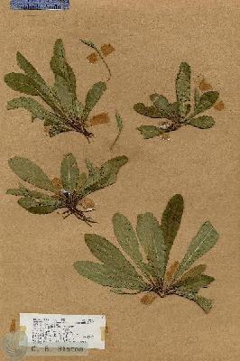 URN_catalog_HBHinton_herbarium_17956.jpg.jpg