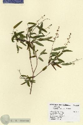 URN_catalog_HBHinton_herbarium_17960.jpg.jpg