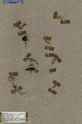 URN_catalog_HBHinton_herbarium_17971.jpg.jpg