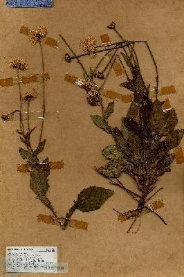 URN_catalog_HBHinton_herbarium_17986.jpg.jpg