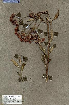 URN_catalog_HBHinton_herbarium_17974.jpg.jpg