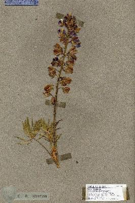 URN_catalog_HBHinton_herbarium_17978.jpg.jpg