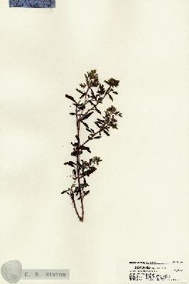 URN_catalog_HBHinton_herbarium_22556.jpg.jpg