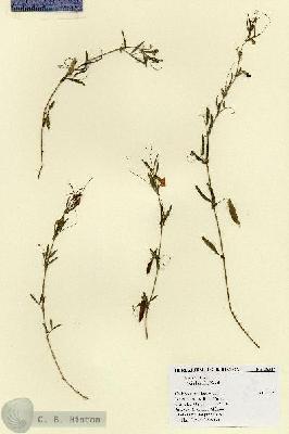 URN_catalog_HBHinton_herbarium_18314.jpg.jpg