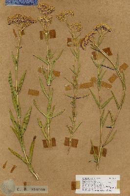 URN_catalog_HBHinton_herbarium_18036.jpg.jpg