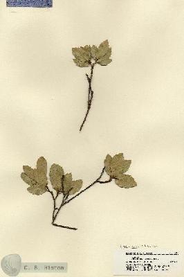 URN_catalog_HBHinton_herbarium_18249.jpg.jpg