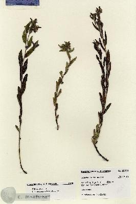 URN_catalog_HBHinton_herbarium_18251.jpg.jpg