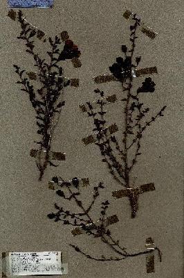 URN_catalog_HBHinton_herbarium_18254.jpg.jpg