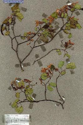 URN_catalog_HBHinton_herbarium_18262.jpg.jpg