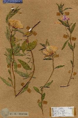 URN_catalog_HBHinton_herbarium_18263.jpg.jpg