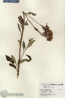 URN_catalog_HBHinton_herbarium_18292.jpg.jpg