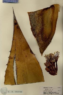 URN_catalog_HBHinton_herbarium_18265.jpg.jpg