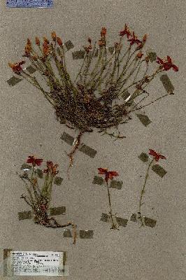 URN_catalog_HBHinton_herbarium_18279.jpg.jpg