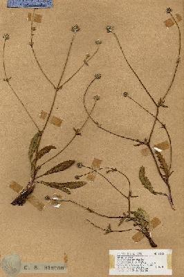 URN_catalog_HBHinton_herbarium_18282.jpg.jpg