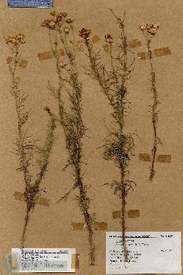 URN_catalog_HBHinton_herbarium_18285.jpg.jpg