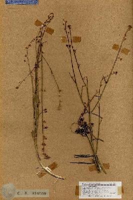 URN_catalog_HBHinton_herbarium_18303.jpg.jpg