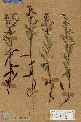 URN_catalog_HBHinton_herbarium_18324.jpg.jpg