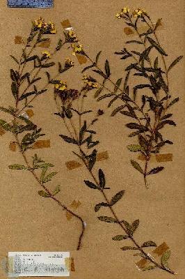 URN_catalog_HBHinton_herbarium_18325.jpg.jpg