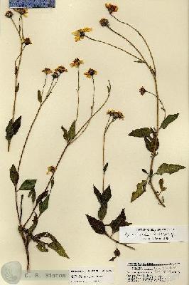 URN_catalog_HBHinton_herbarium_18089.jpg.jpg