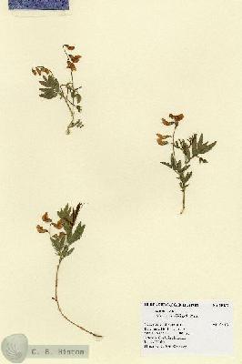 URN_catalog_HBHinton_herbarium_18157.jpg.jpg