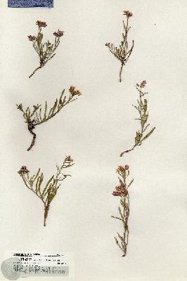 URN_catalog_HBHinton_herbarium_18134.jpg.jpg