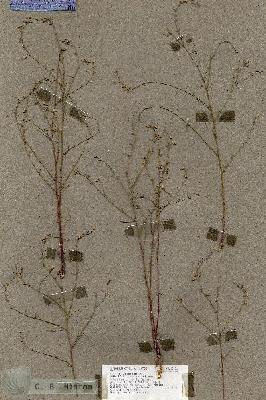 URN_catalog_HBHinton_herbarium_18101.jpg.jpg