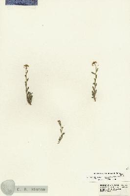 URN_catalog_HBHinton_herbarium_18138.jpg.jpg