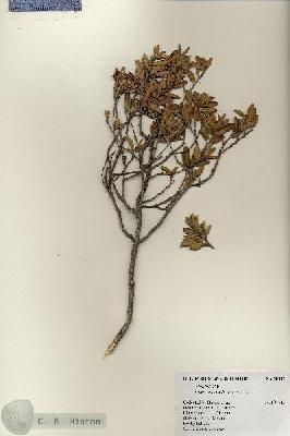 URN_catalog_HBHinton_herbarium_18117.jpg.jpg