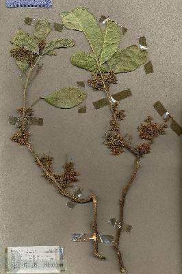 URN_catalog_HBHinton_herbarium_18121.jpg.jpg