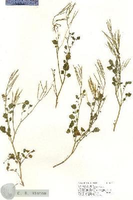 URN_catalog_HBHinton_herbarium_18140.jpg.jpg