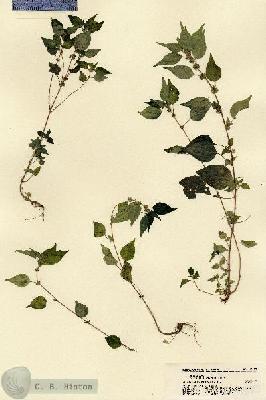 URN_catalog_HBHinton_herbarium_18123.jpg.jpg