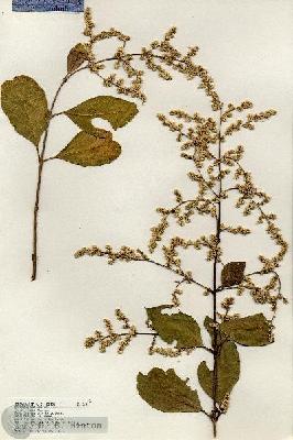 URN_catalog_HBHinton_herbarium_18124.jpg.jpg