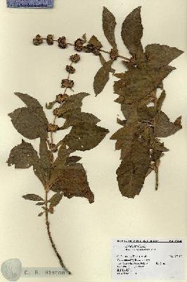 URN_catalog_HBHinton_herbarium_18141.jpg.jpg