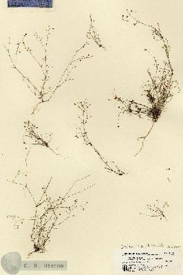 URN_catalog_HBHinton_herbarium_18129.jpg.jpg