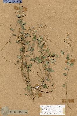URN_catalog_HBHinton_herbarium_18142.jpg.jpg