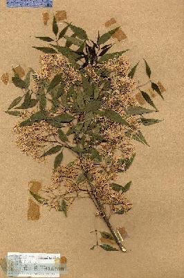 URN_catalog_HBHinton_herbarium_18147.jpg.jpg