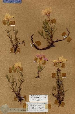 URN_catalog_HBHinton_herbarium_18148.jpg.jpg