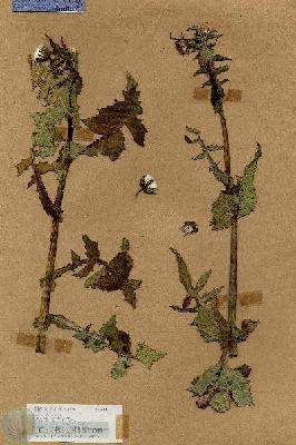 URN_catalog_HBHinton_herbarium_18151.jpg.jpg