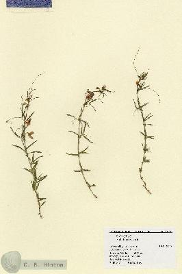 URN_catalog_HBHinton_herbarium_18162.jpg.jpg