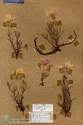 URN_catalog_HBHinton_herbarium_18184.jpg.jpg