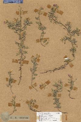 URN_catalog_HBHinton_herbarium_18188.jpg.jpg