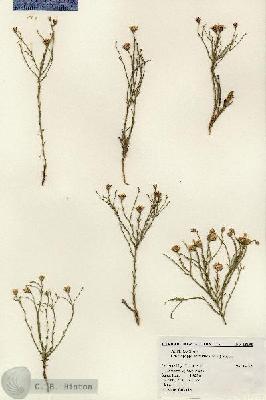 URN_catalog_HBHinton_herbarium_18198.jpg.jpg