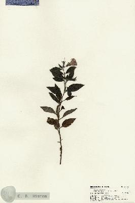 URN_catalog_HBHinton_herbarium_22559.jpg.jpg